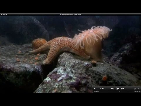 Video: Ar jūros žvaigždės valgo anemonus?