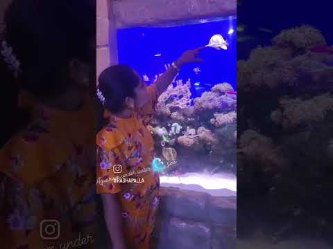 Dubai aquarium and underwater zoo ll Dubai mall #ytshorts #dubai #dubailife