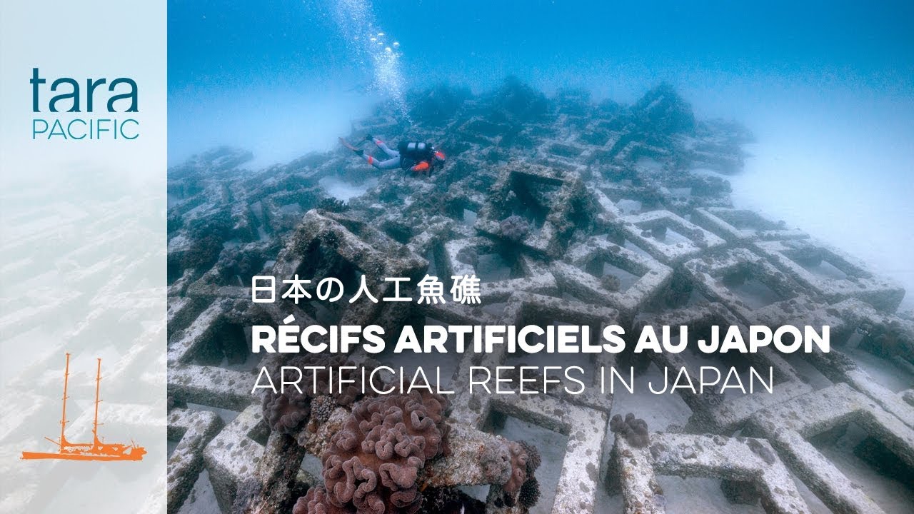 タラ号太平洋プロジェクト] 日本の人工魚礁 - YouTube