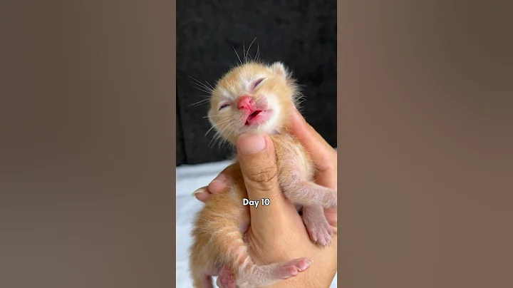 Timelapse of cute kittens from 1 day to 1 month #cat #kitten #kucinglucu #catlover #timelapse thumbnail