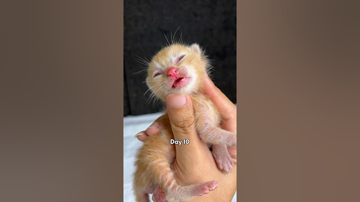 Timelapse of cute kittens from 1 day to 1 month #cat #kitten #kucinglucu #catlover #timelapse
