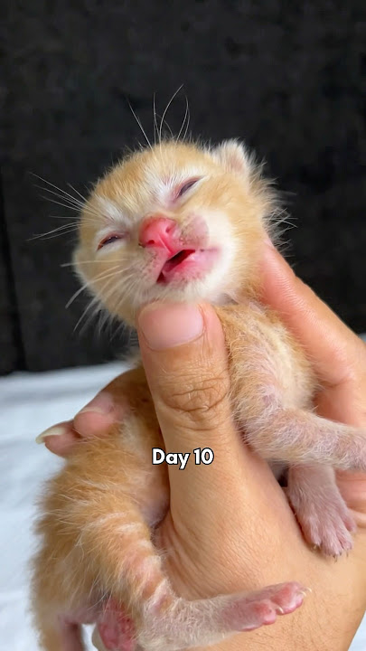 Timelapse of cute kittens from 1 day to 1 month #cat #kitten #kucinglucu #catlover #timelapse