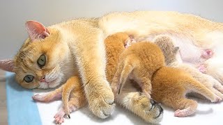 Baby kittens fight over their mother cat's milk