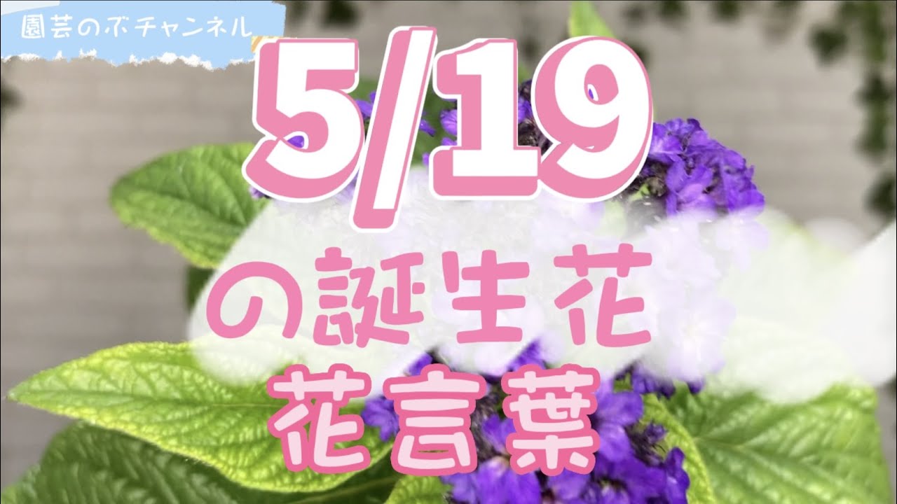 5/19の誕生花と花言葉【園芸のぶチャンネル】【5月】【19日