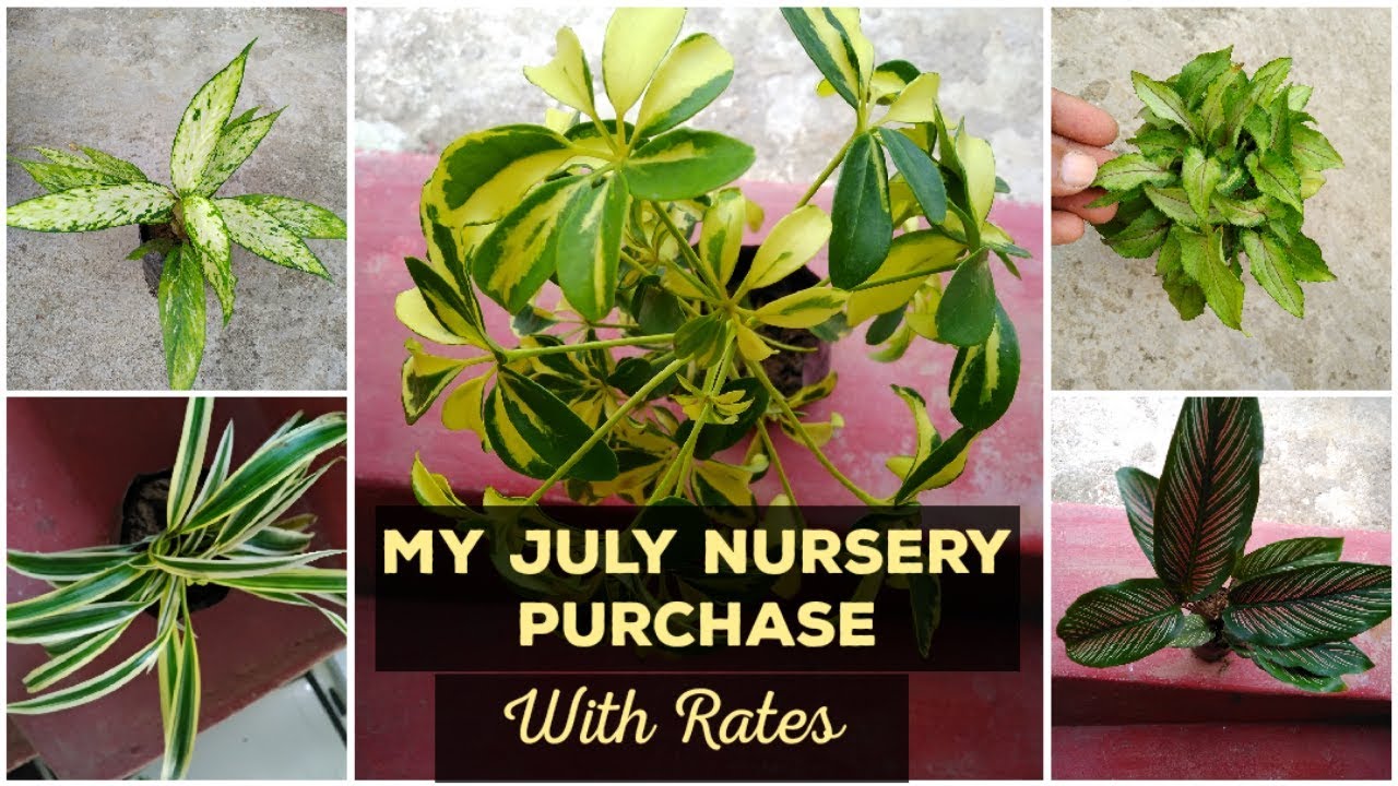 New Plants purchase, Indoor Plants Collection, By Garden Gyan 