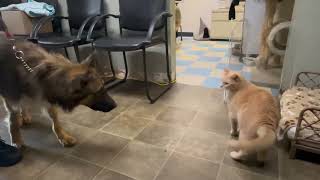 Alvin von Alsenz cat video