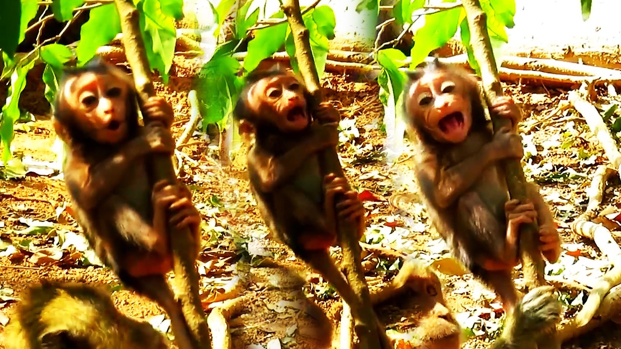 Tiny baby monkey really crying loudly and needs mom's best care