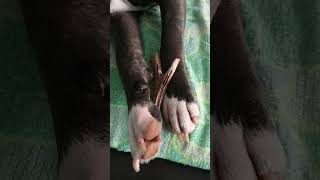 Amerykański Stafford Terier Amstaff Blue Trzymam Nie Oddam