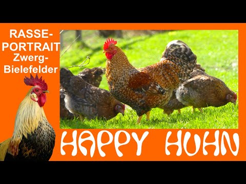 E80 Zwerg-Bielefelder Kennhühner im Rasseportrait bei HAPPY HUHN - kennfarbige Zwerghühner, Hühner