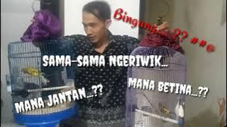 Riwikan paud Kenari Jantan dan Betina