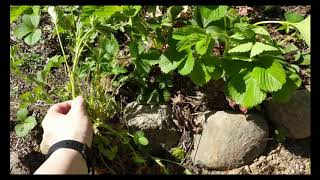 False Strawberry Vs. Real Strawberry plants- Side by side Comparison