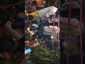 Aaj Durga Puja Sanjay Maurya Marco Charno filter copy sabka Swagat Abhinandan Whatsapp Status Video Download Free