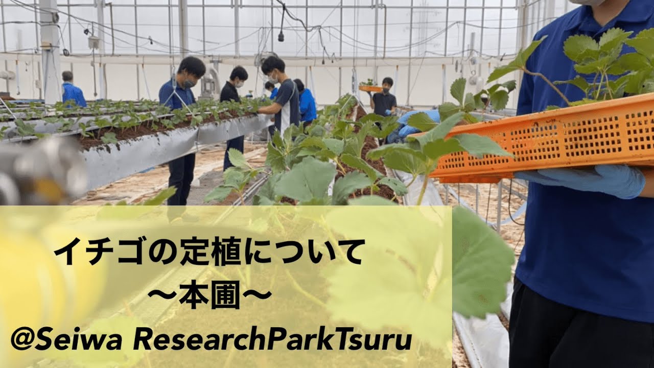 イチゴの定植を行いました イチゴ 農業 誠和 Youtube