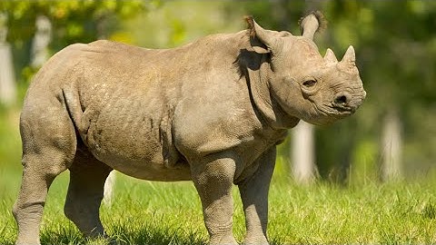 Tê Giác (Rhino) – Gã Khổng Lồ Hiền Lành Của Thiên Nhiên