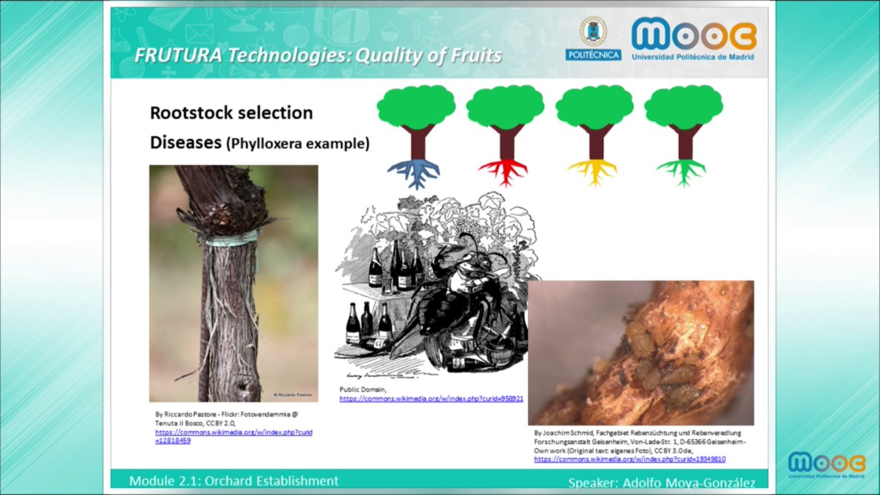 MOOC Frutura Technologies 2.1: Orchard establishment politécnica slp