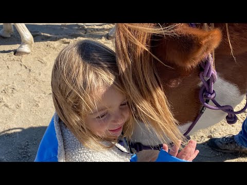 Video: Chincoteague-ponnier på Assateague-øya