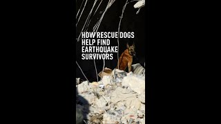 The dogs that look for earthquake survivors