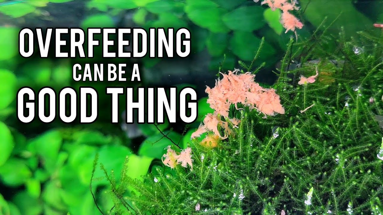 These Aquarium Problems Don't Need Fixing