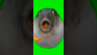 футаж рыба ест морковь на зеленом фоне