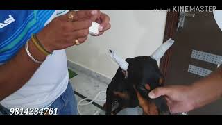 Doberman Ear Posting | Ear Cropping | SCOOBERS