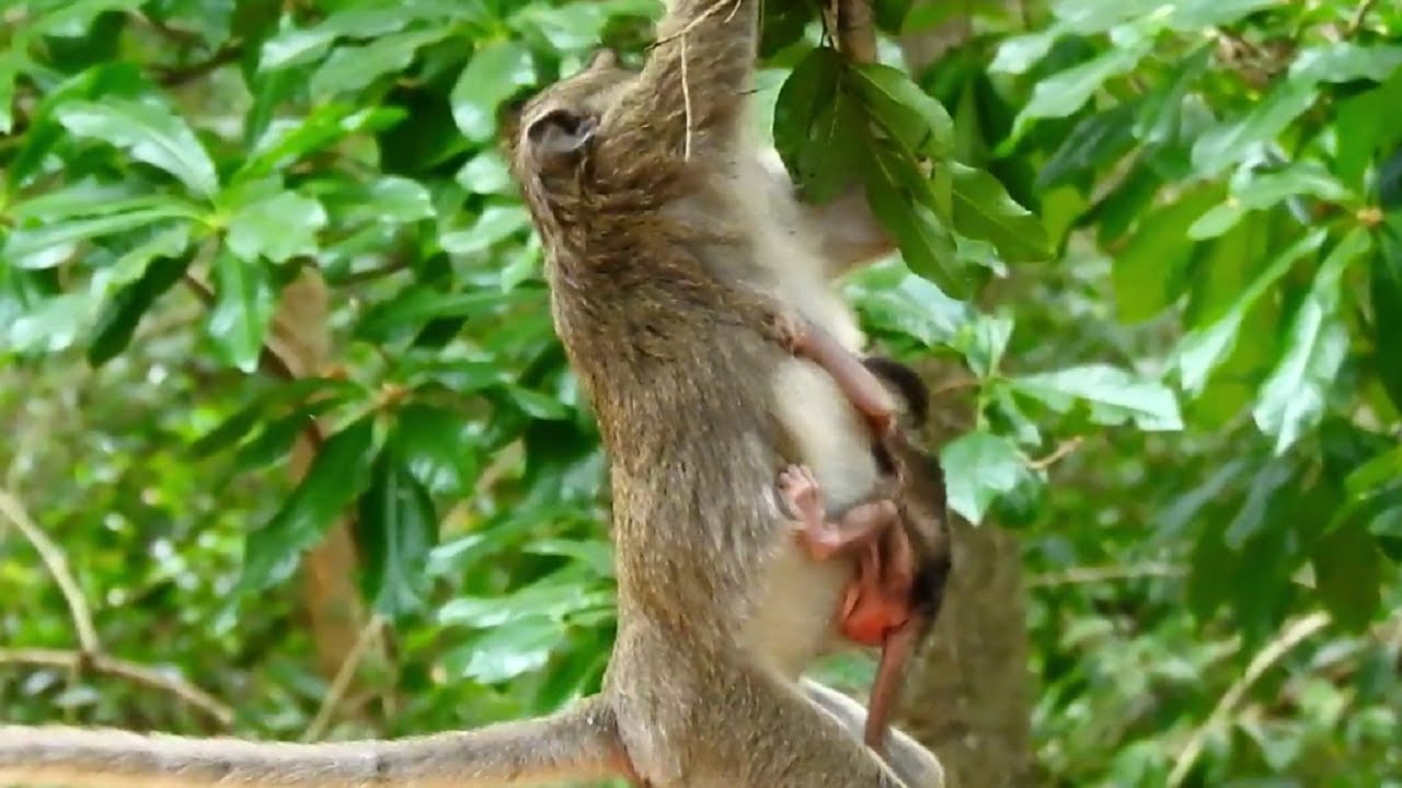 Falling Down!! Kidnapper monkey catch baby run escape from mom Jill, Baby cry loud for help