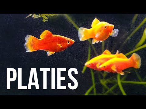 Video: Kunnen platy vissen alleen leven?