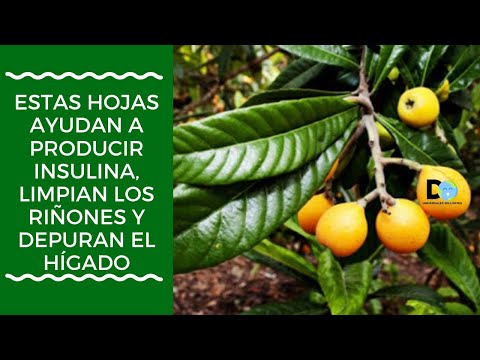 Estas Hojas ayudan a producir insulina, limpian los Riñones y Depuran el Hígado