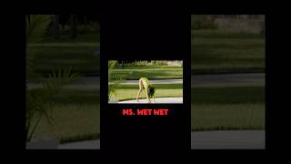 Ms. Wet Wet 💦😂 #joselinehernandez  #zeusnetwork Content