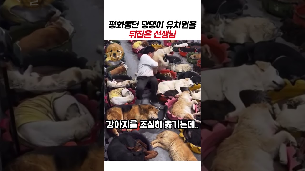 평화롭던 댕댕이 유치원을 뒤집은 선생님 #강아지 #동물
