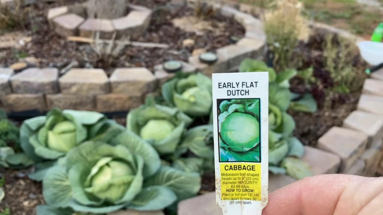 Early Flat Dutch Cabbage Harvest
