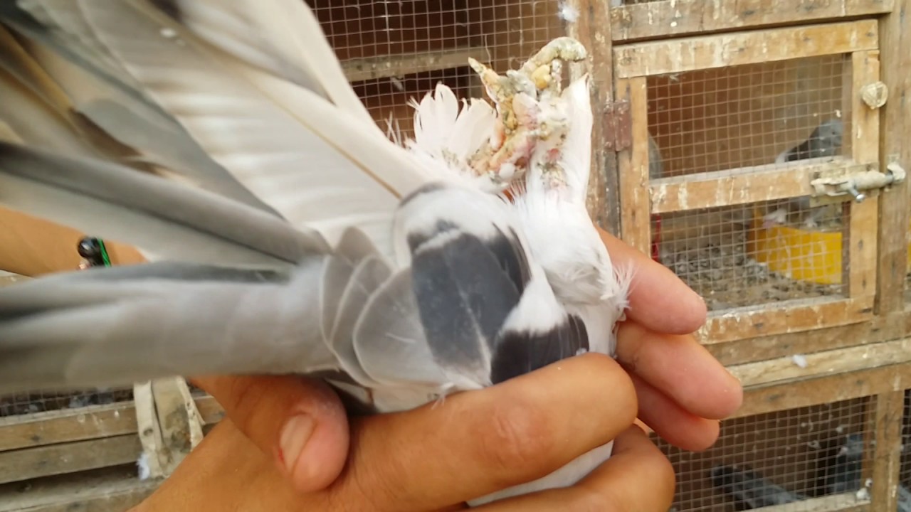 طيور ابو مصطفى الاعراجي