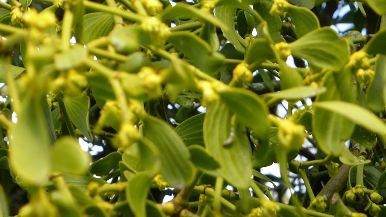 European Mistletoe - Viscum album - Mistilteinn - Sníkjuplöntur - Sníkjulíf - Garðplöntur