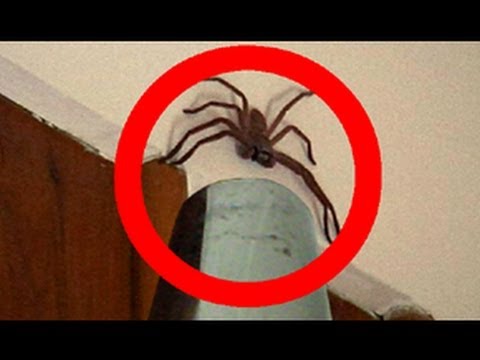 Big Scary Spiders Meme