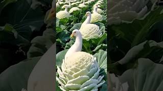 #Shorts #youtubeshorts #Maidul&#39;gardeningtechniques #viralshorts #Gardening #viralvideo #Cauliflower