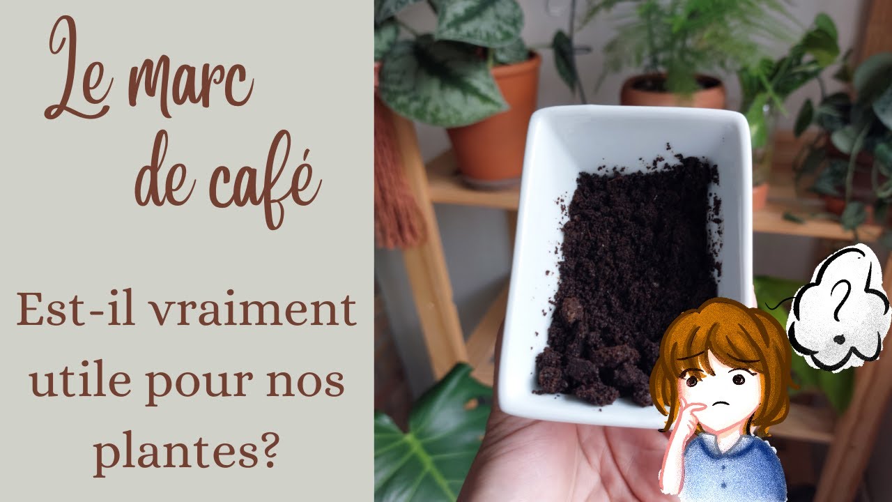 Le marc de café ☕🌱 | Est-il vraiment utile pour nos plantes ? - YouTube