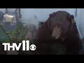 Massive bear appears at person's home