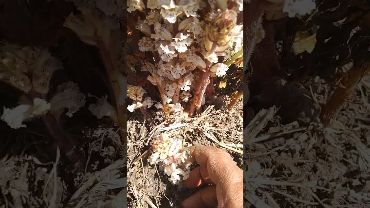 الهالوك  أخطر أنواع الحشائش يهلك ويدمر ويقضي على محصول الفول البلدي