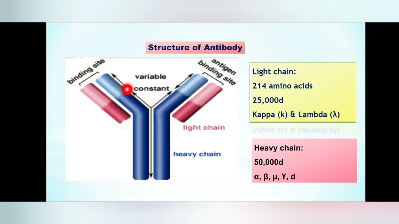 Antibody structure
