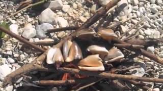 Real Simple Life In Haiti Lanbi Boukannen Grilled Conch