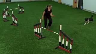 30day Dog Agility Training Challenge