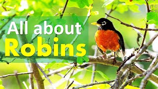 Fast Facts about Robins | American Robins | Animal Facts | Fun Facts about Animals 5 Fun Facts About Robins