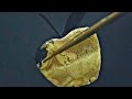 World's Most Satisfying Calligraphy Video Compilation! ( 1 Hour Long  )