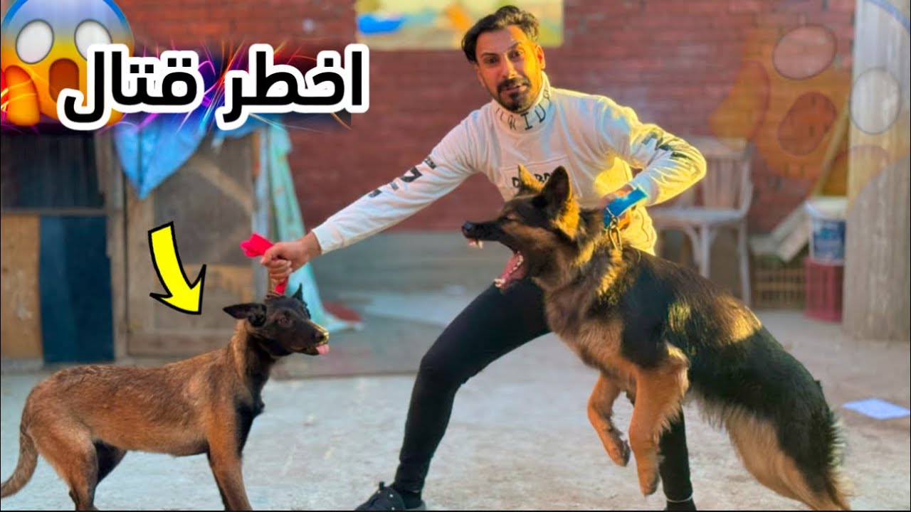 اخطر مواجهه بين كلبتي بولا وكلبي الجديد المالينو | اخطر قتال 😱