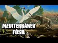 Fósiles de las Islas Mediterráneas 🦌 Elefantes enanos 🐘 Cisnes gigantes 🦢