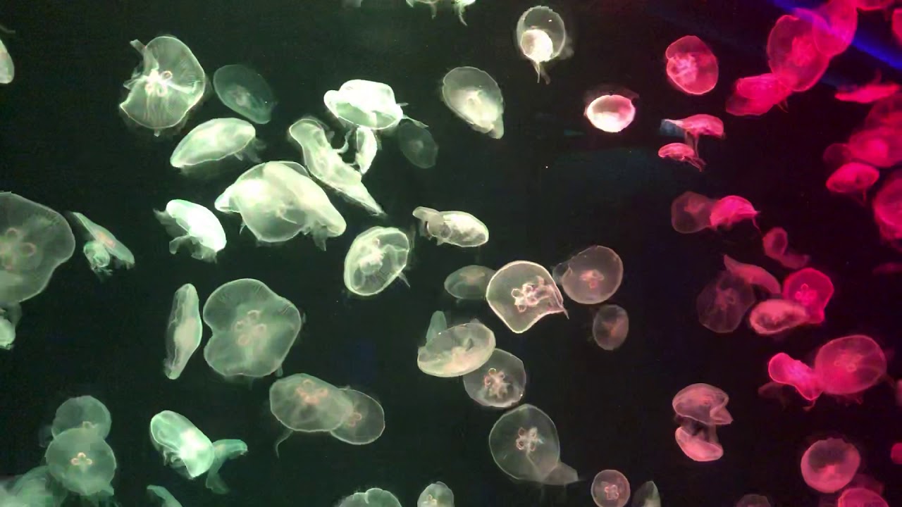 Color changing Jellyfish in S.E.A Aquarium at Sentosa Island Singapore ...