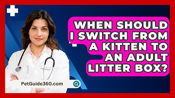 When Should I Switch From A Kitten To An Adult Litter Box? - PetGuide360.com