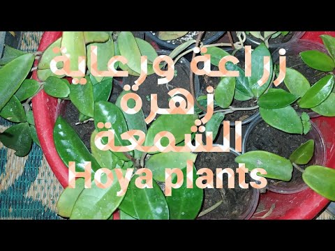 فيديو: زهرة Ixia - زراعة ورعاية في الحقول المفتوحة