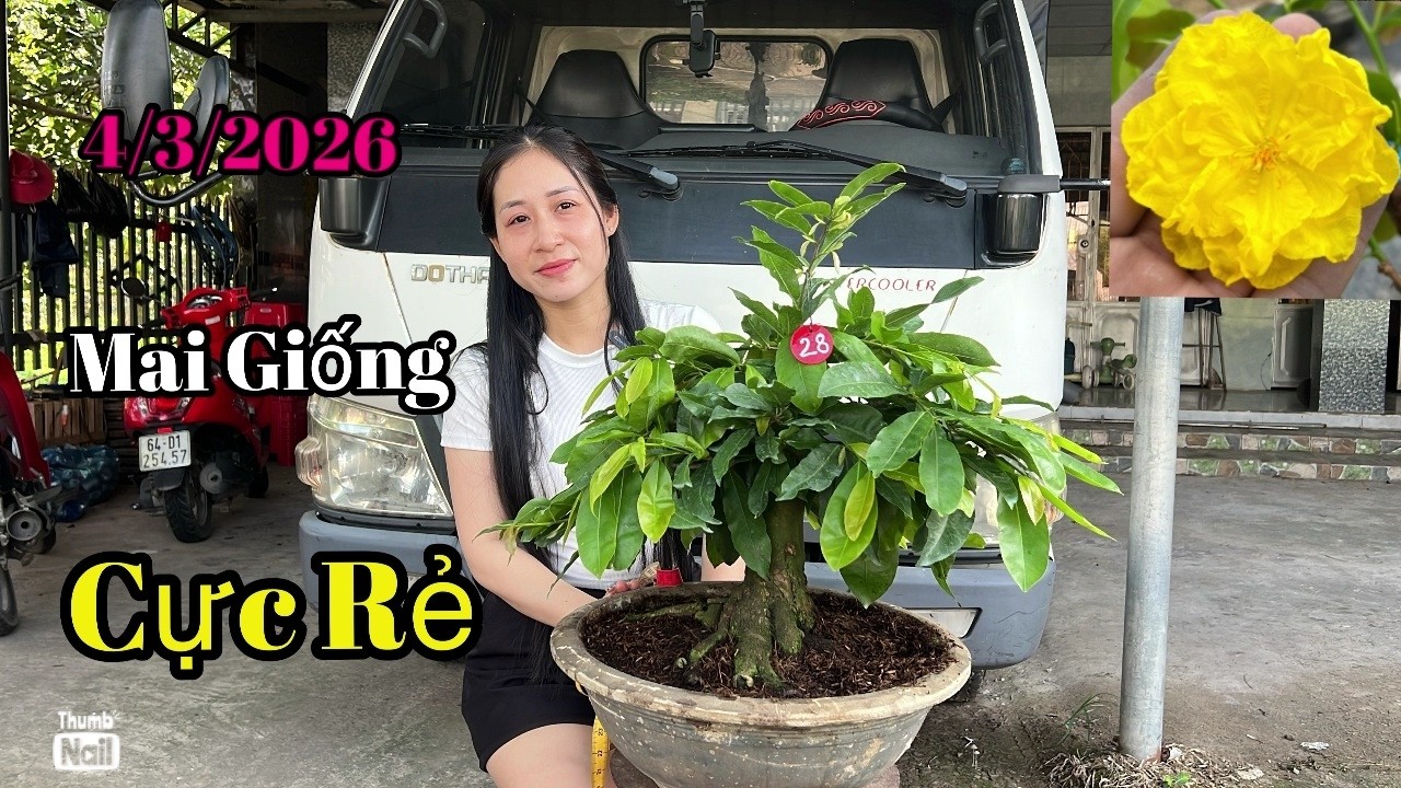 Mai Giống , CỰC RẺ - 4/3/2026 Vườn Mai Tuyết Ngân