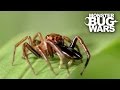 Green Jumping Spider Vs Long Jawed Jumping Spider | MONSTER BUG WARS