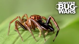 Green Jumping Spider Vs Long Jawed Jumping Spider | MONSTER BUG WARS